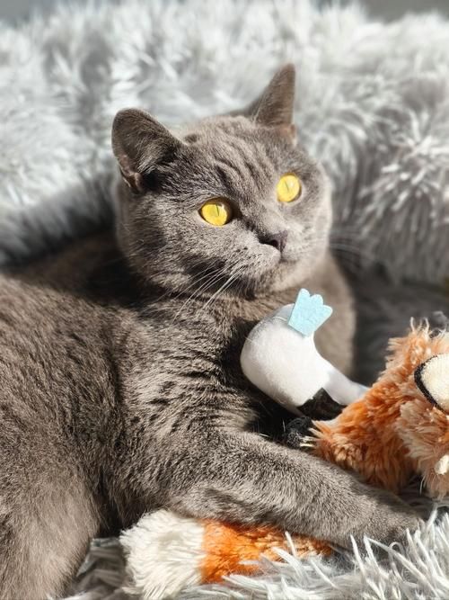 到主人呼唤哭到哽咽陌生人接力送它回家CQ9传奇电子猫咪被拐至千里之外听(图4)