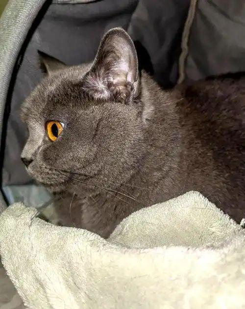 到主人呼唤哭到哽咽陌生人接力送它回家CQ9传奇电子猫咪被拐至千里之外听(图1)