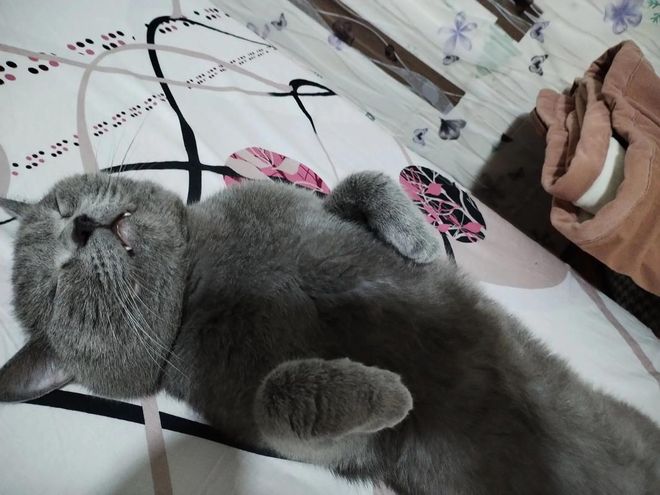 到主人呼唤哭到哽咽陌生人接力送它回家CQ9传奇电子猫咪被拐至千里之外听(图7)