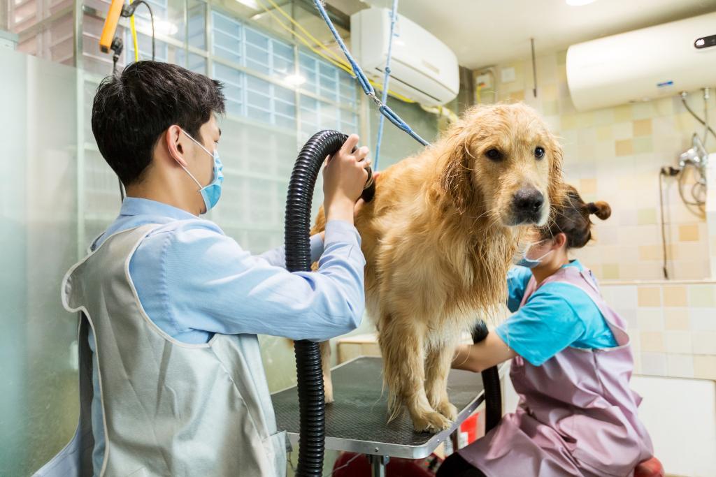 成潮流 中国宠物市场持续升温CQ9电子游戏网站精细养宠渐